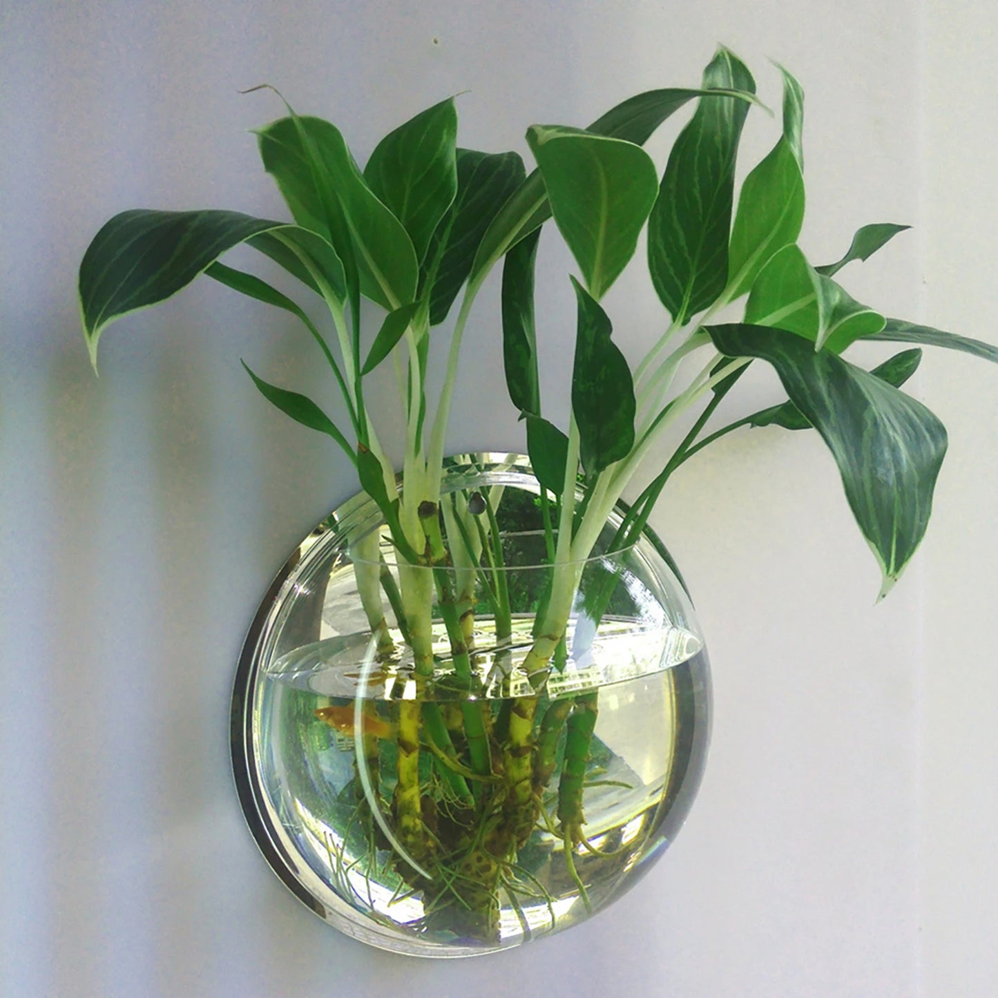 Wall Mounted Fish Tank Vase Acrylic Plant Holder Decor
